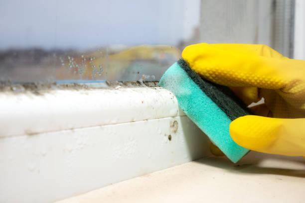 Office Mold Removal Services in Aragon, GA