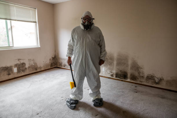 Professional Mold Removal in Aragon, GA